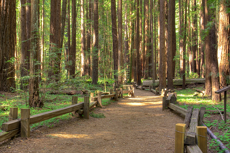 Armstrong Redwoods State Park